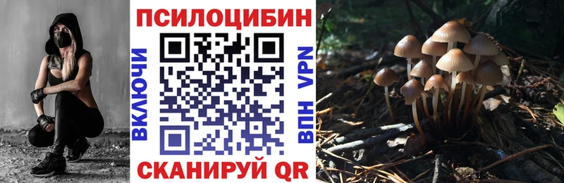 где можно купить   Химки  это как зайти  Псилоцибиновые грибы Psilocybe 
